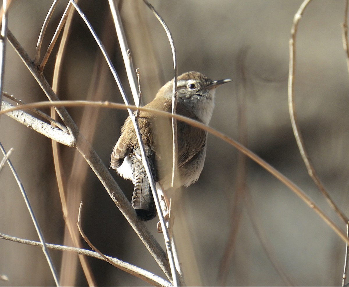 Bewick's Wren - ML632677598