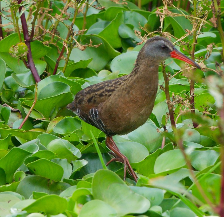 Ecuadorian Rail - ML632677616