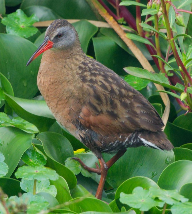 Ecuadorian Rail - ML632677617