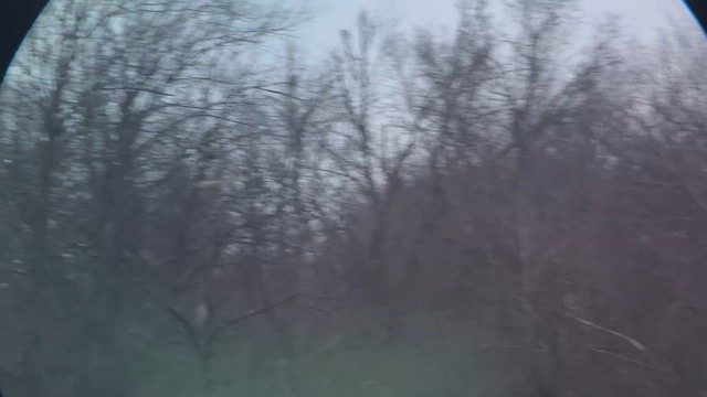 Short-eared Owl - ML632677785