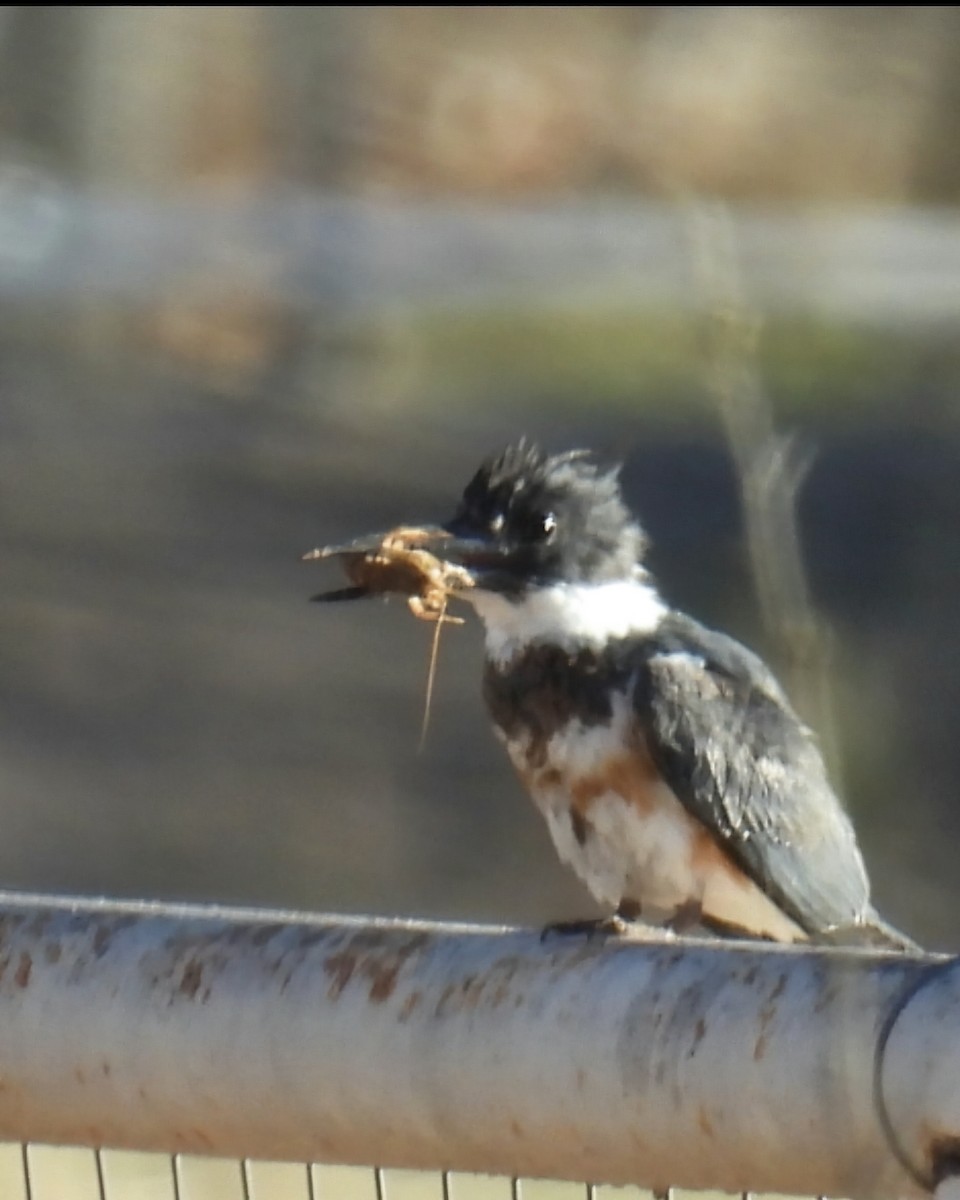 Belted Kingfisher - ML632677792