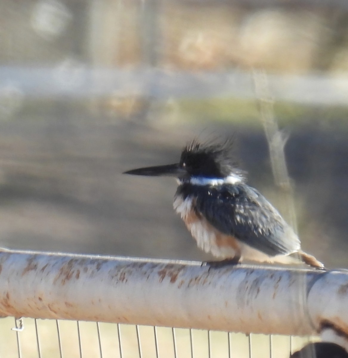 Belted Kingfisher - ML632677793