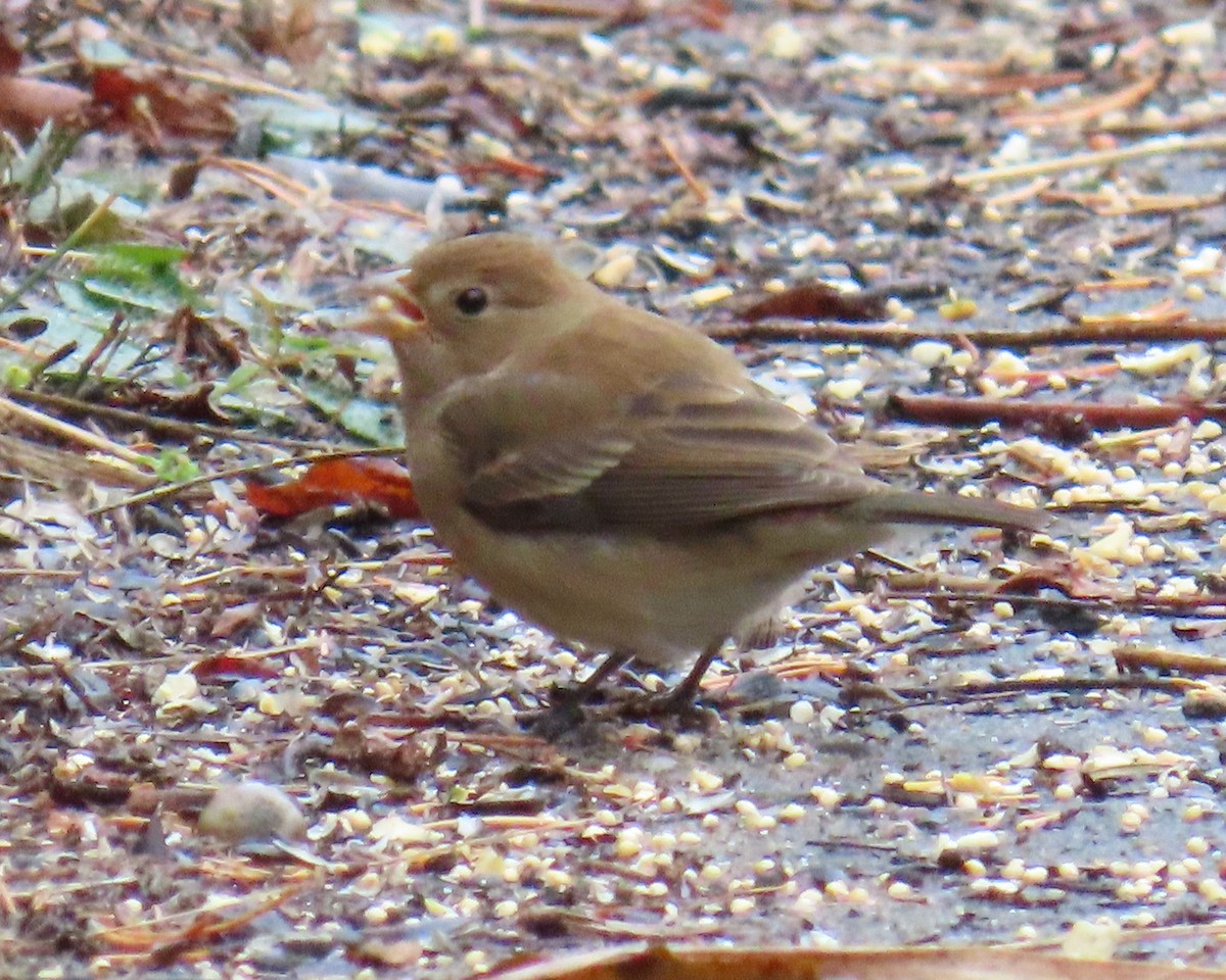 Indigo Bunting - ML632677941