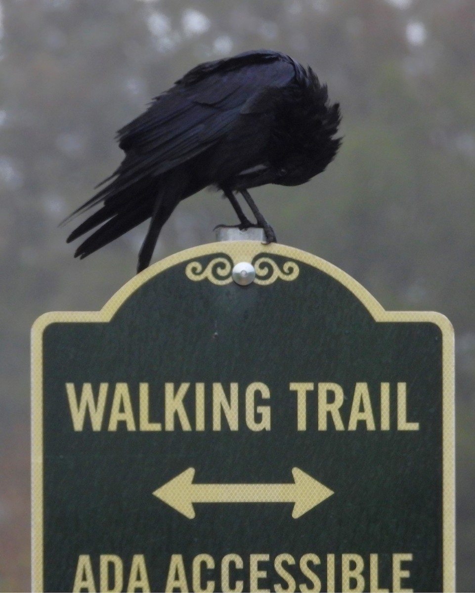American Crow - ML632677971