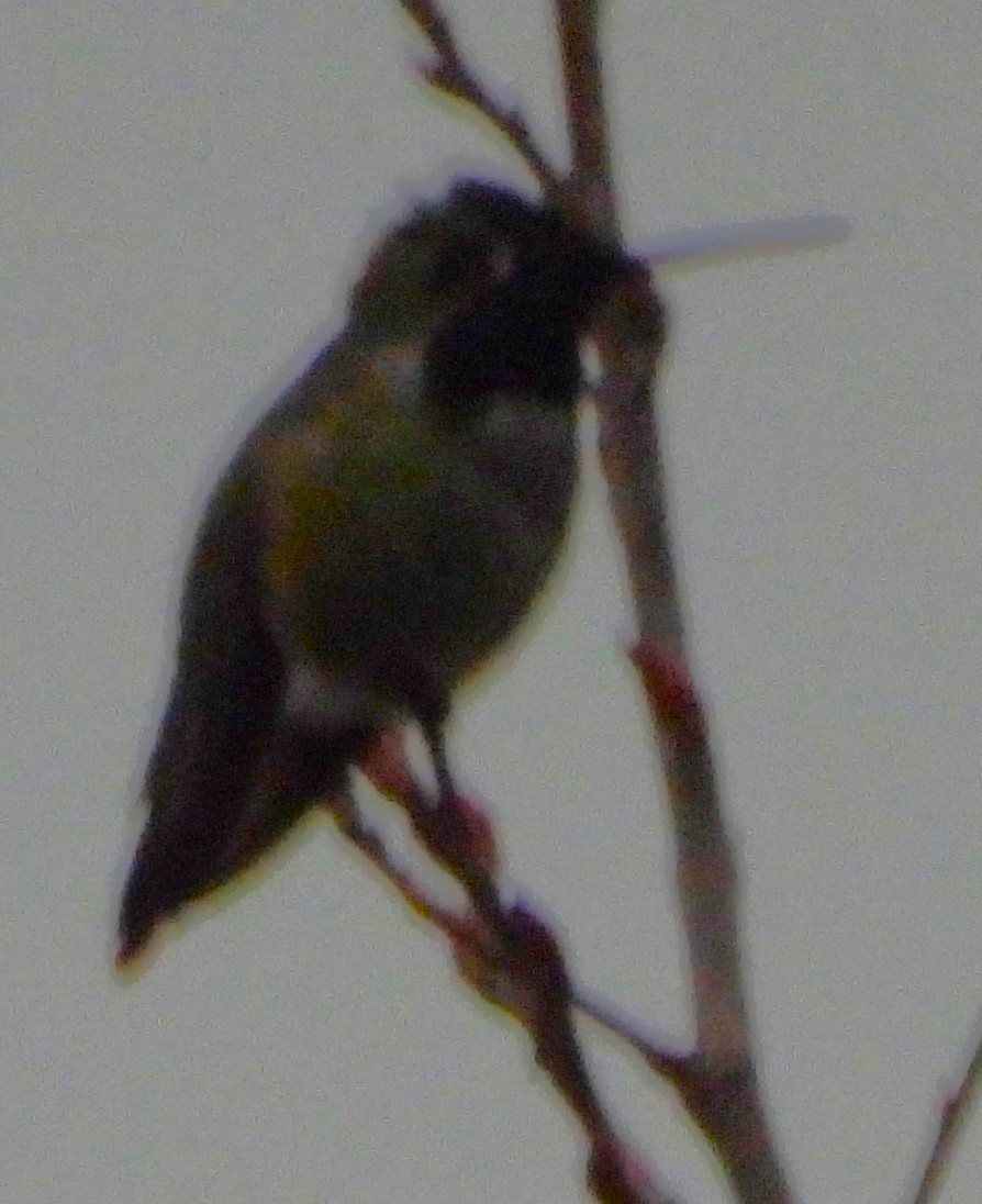 Anna's Hummingbird - ML632677991
