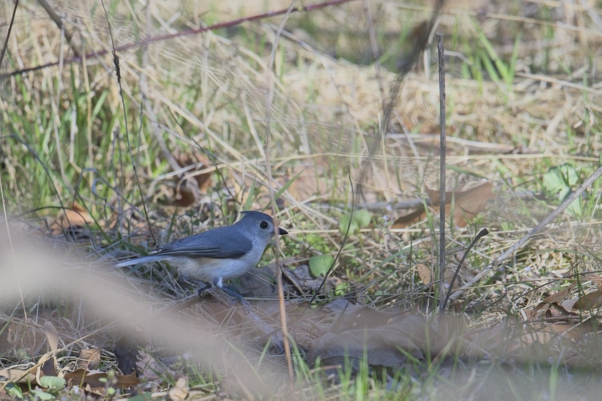 Tufted Titmouse - ML632678049