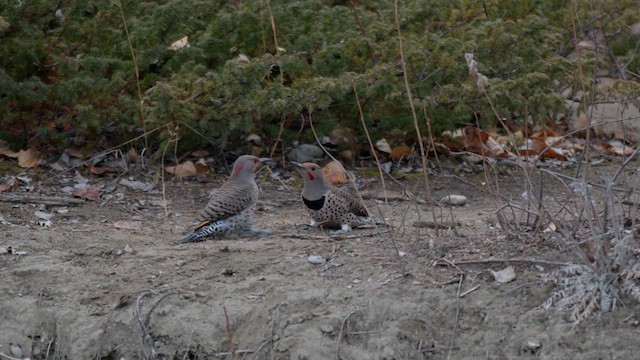 Northern Flicker - ML632678084