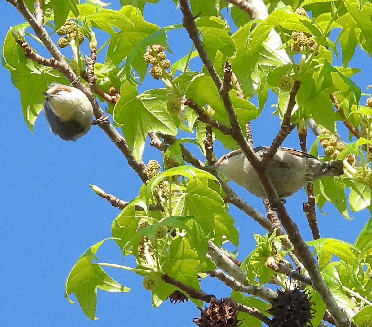 Brown-headed Nuthatch - ML632678207