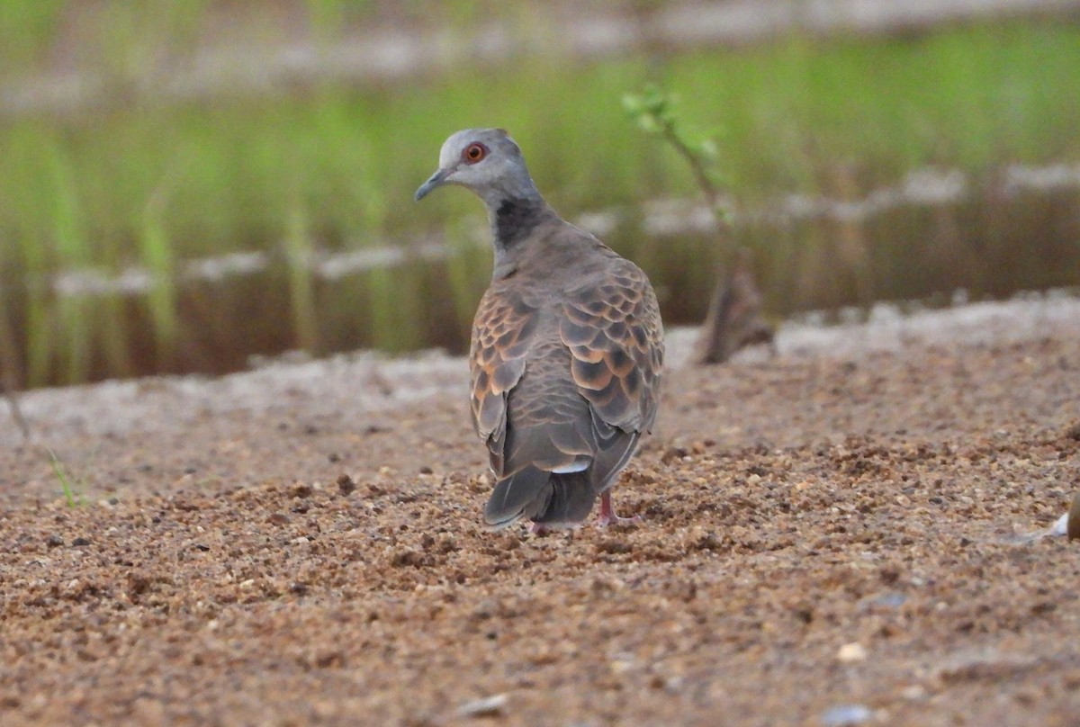 Adamawa Turtle-Dove - ML632678300