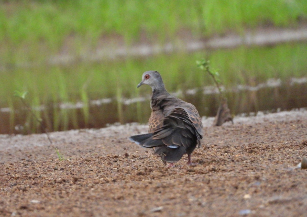 Adamawa Turtle-Dove - ML632678301