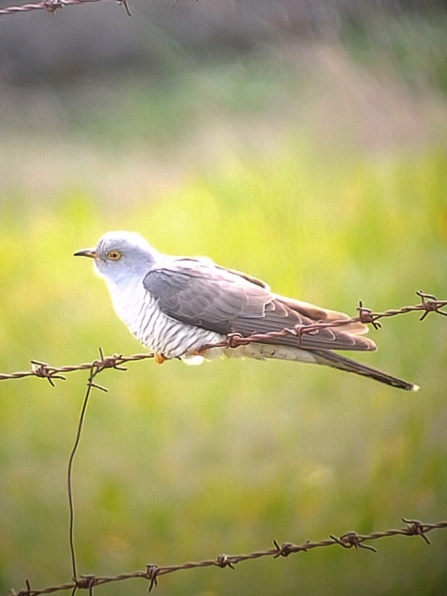 Common Cuckoo - ML632678351