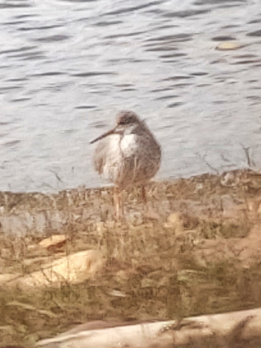 Common Redshank - ML632678378