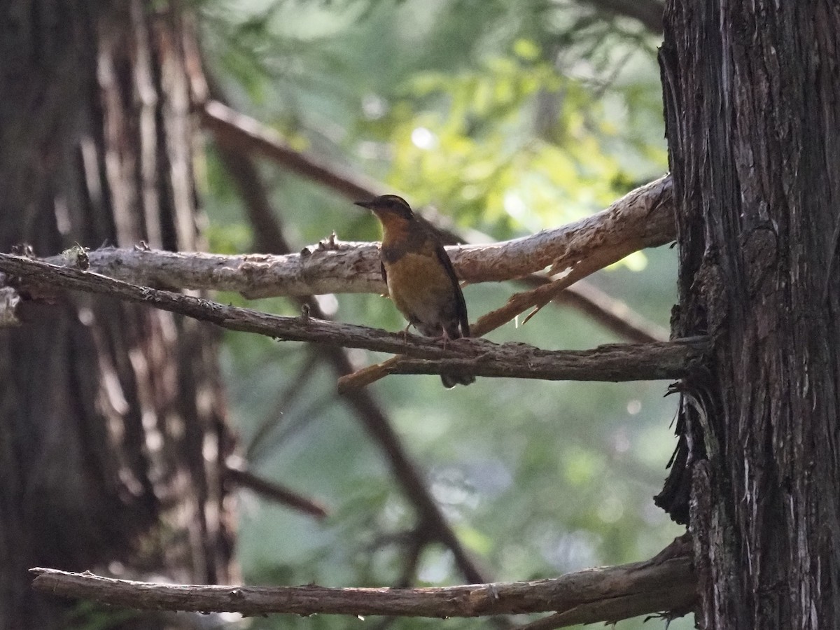 Varied Thrush - ML632678386