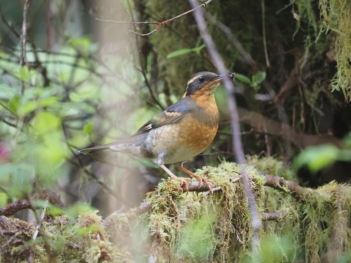 Varied Thrush - ML632678388