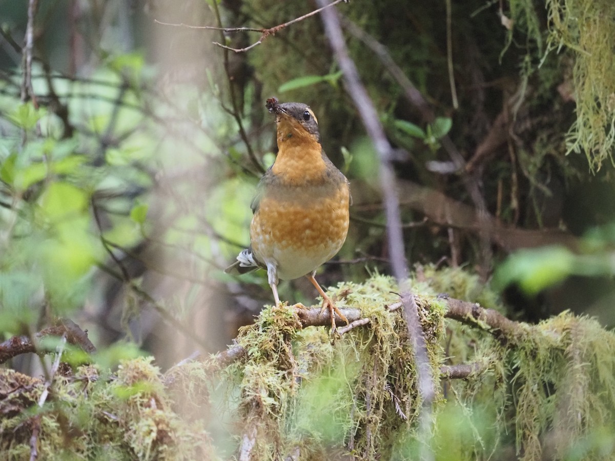 Varied Thrush - ML632678389