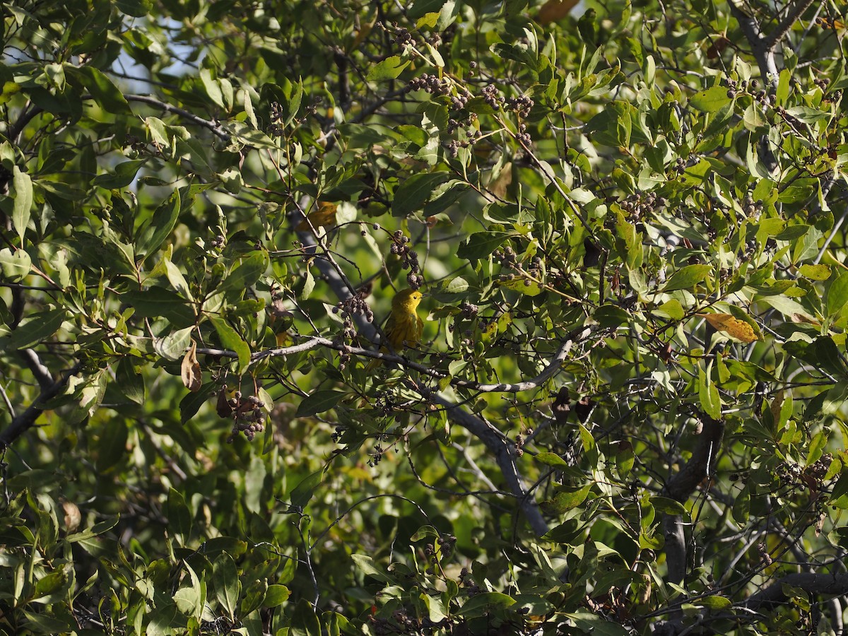 gulparula (petechia gr.) - ML632678566