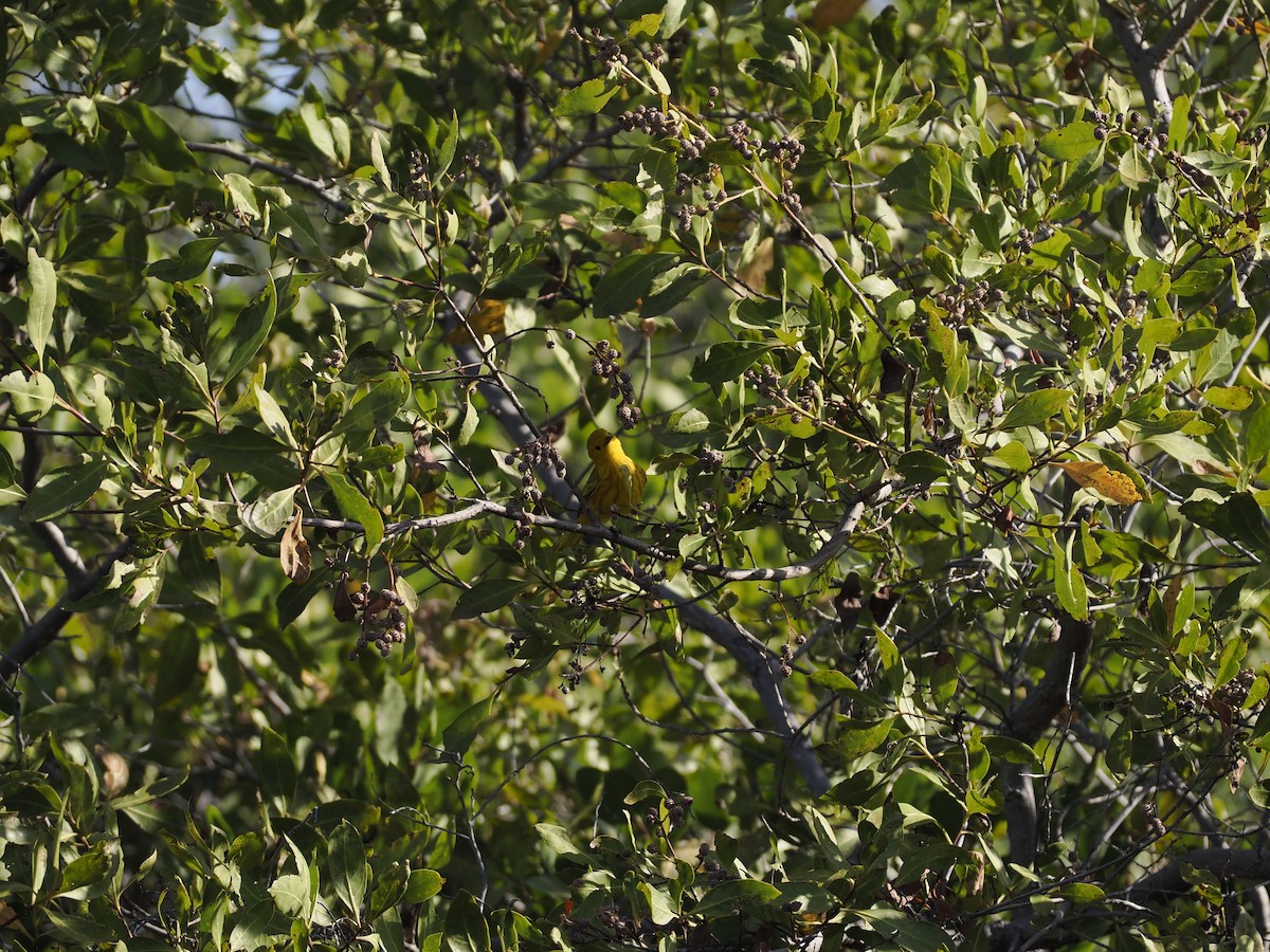 gulparula (petechia gr.) - ML632678567