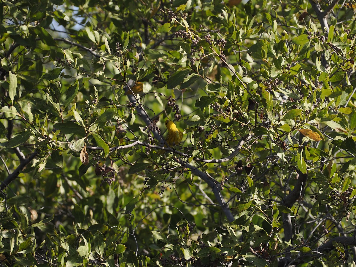 gulparula (petechia gr.) - ML632678568