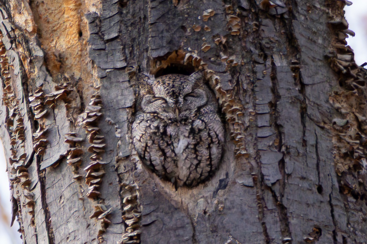 Eastern Screech-Owl - ML632678597