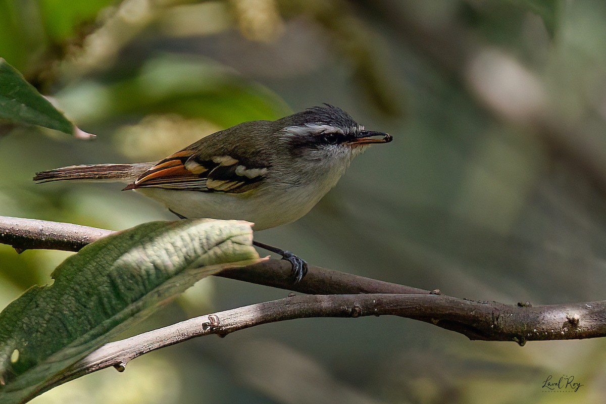 Rufous-winged Tyrannulet - ML632678708