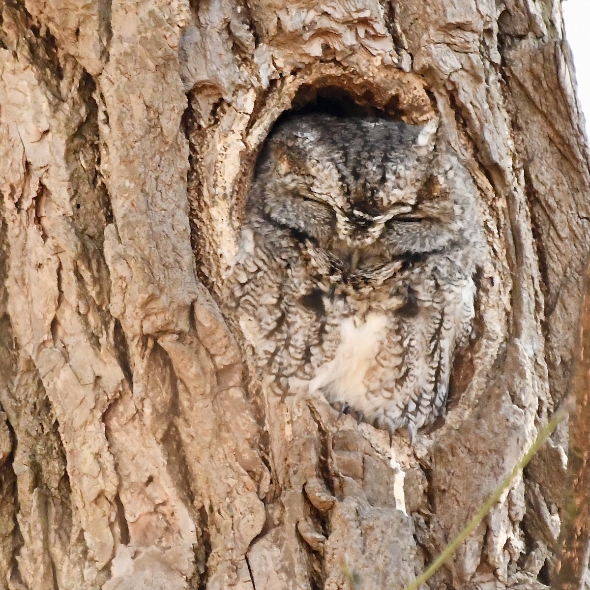 Eastern Screech-Owl - ML632678770