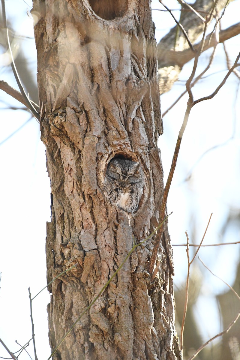 Eastern Screech-Owl - ML632678786