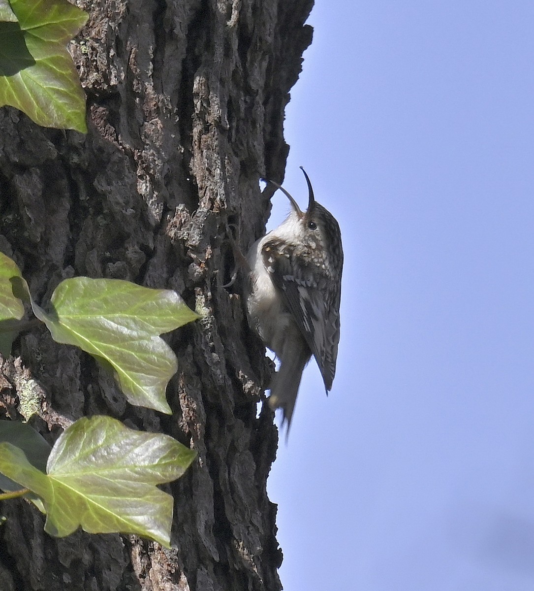 Brown Creeper - ML632678815