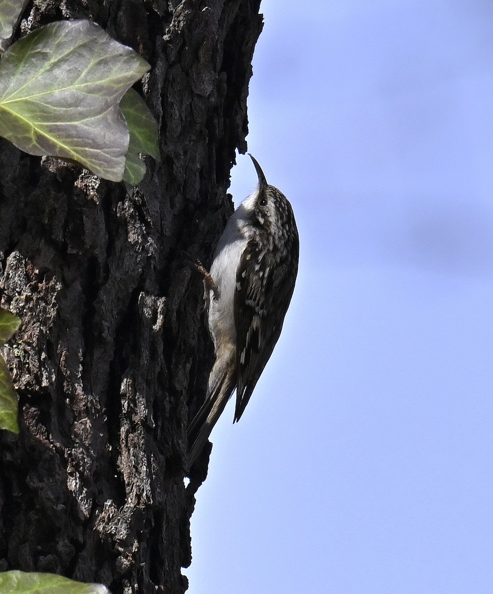Brown Creeper - ML632678825