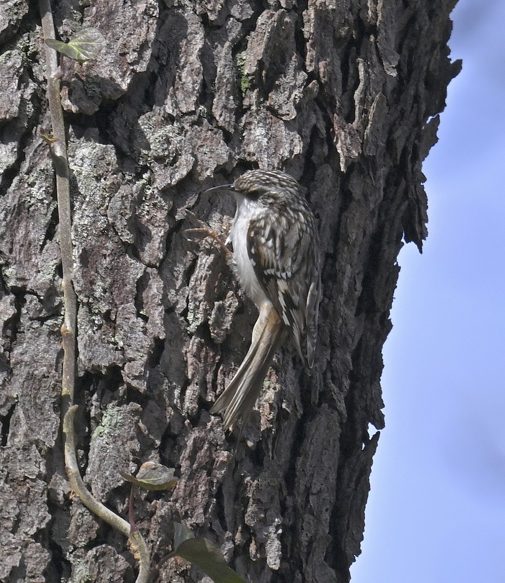 Brown Creeper - ML632678830