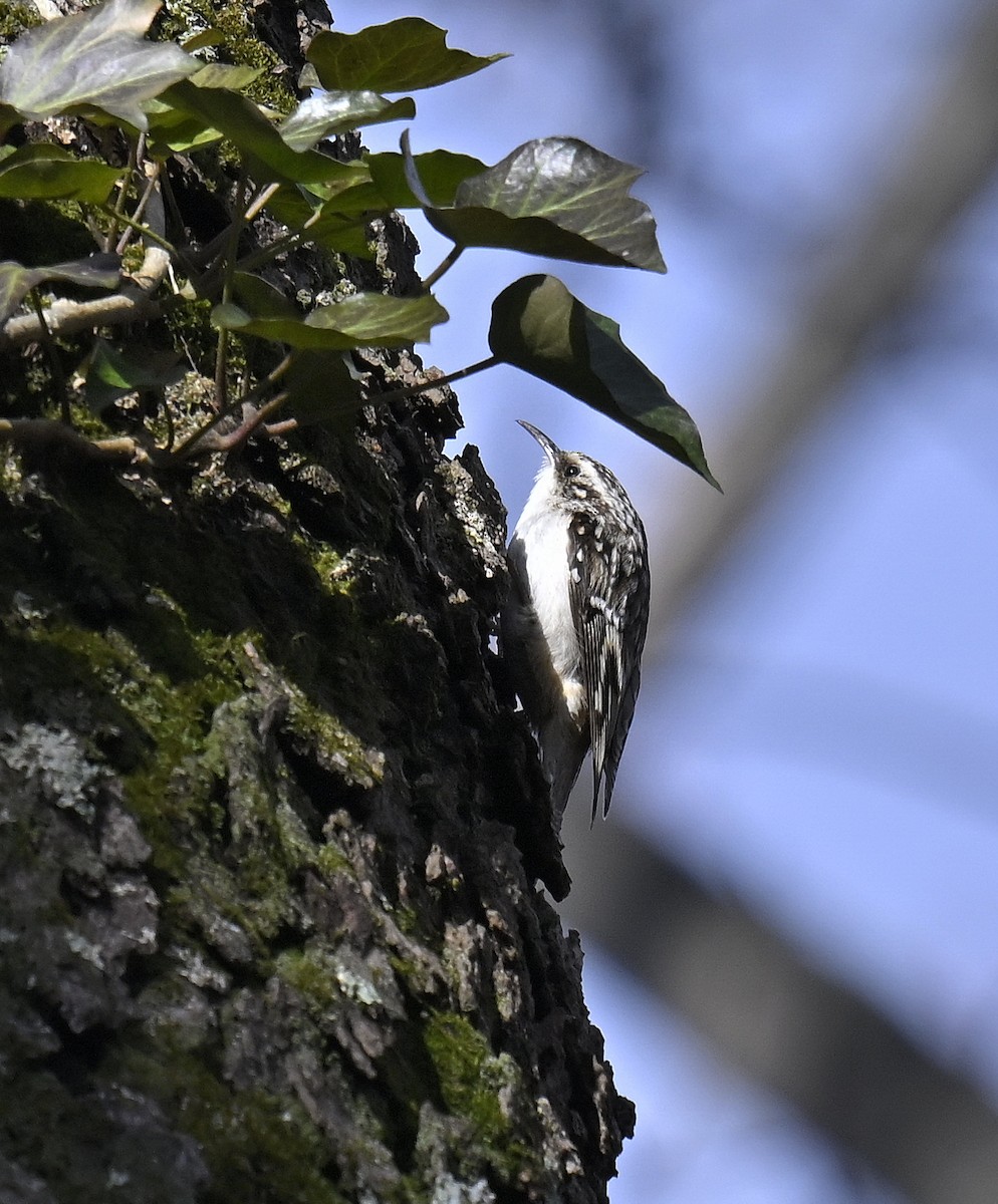 Brown Creeper - ML632678836