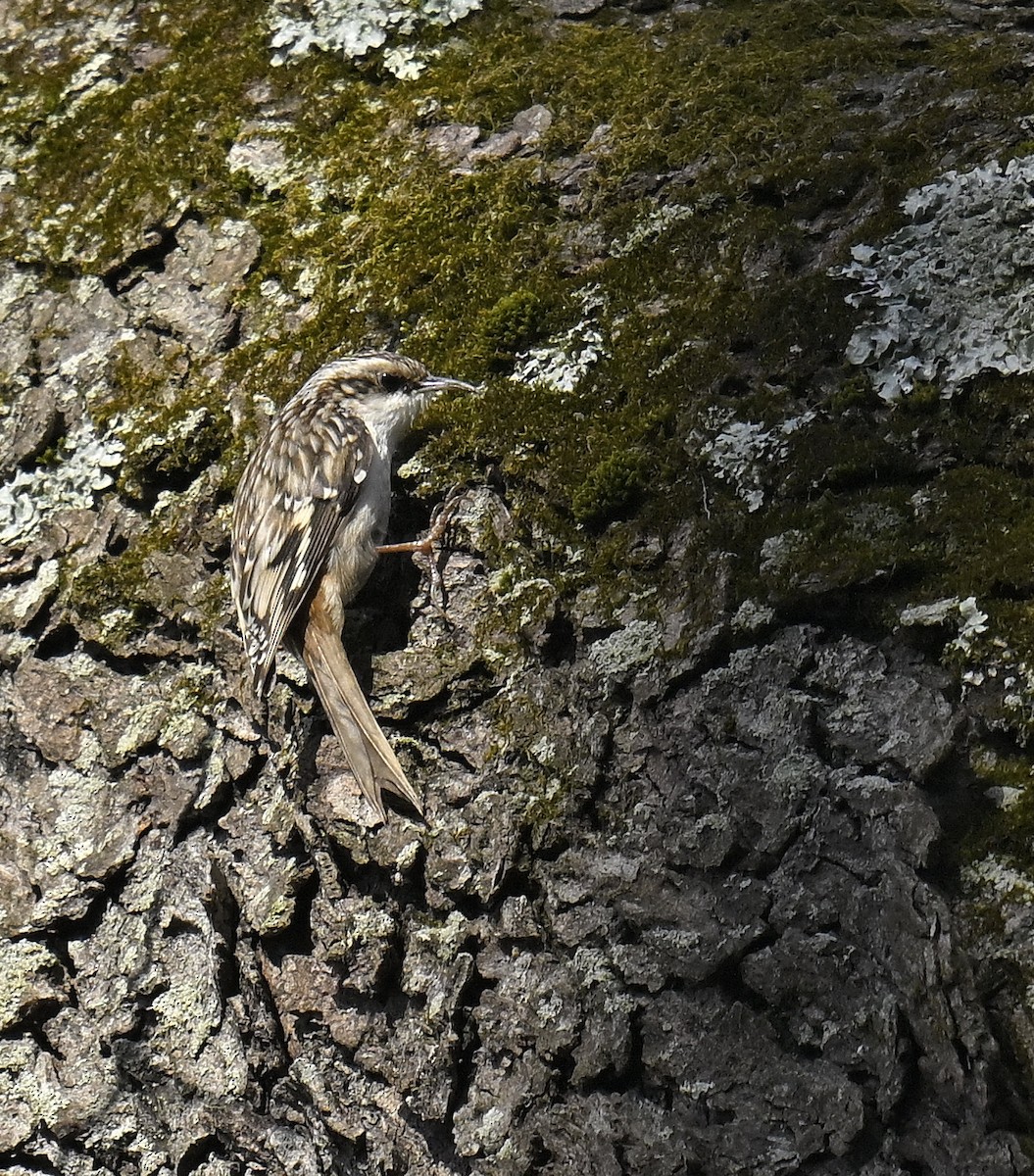 Brown Creeper - ML632678870