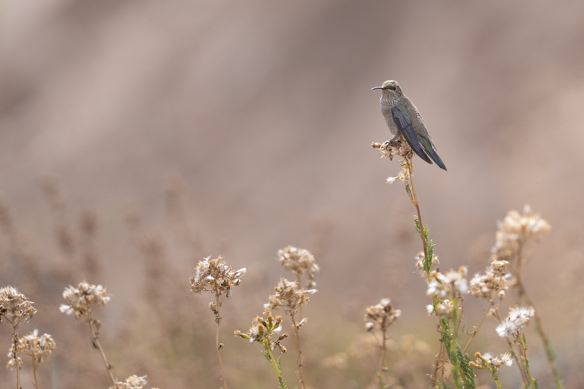 White-sided Hillstar - ML632678906