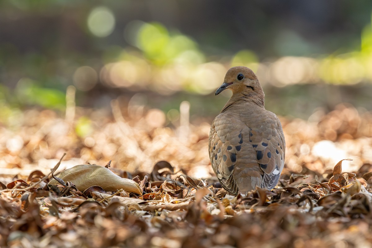 Zenaida Dove - ML632678907