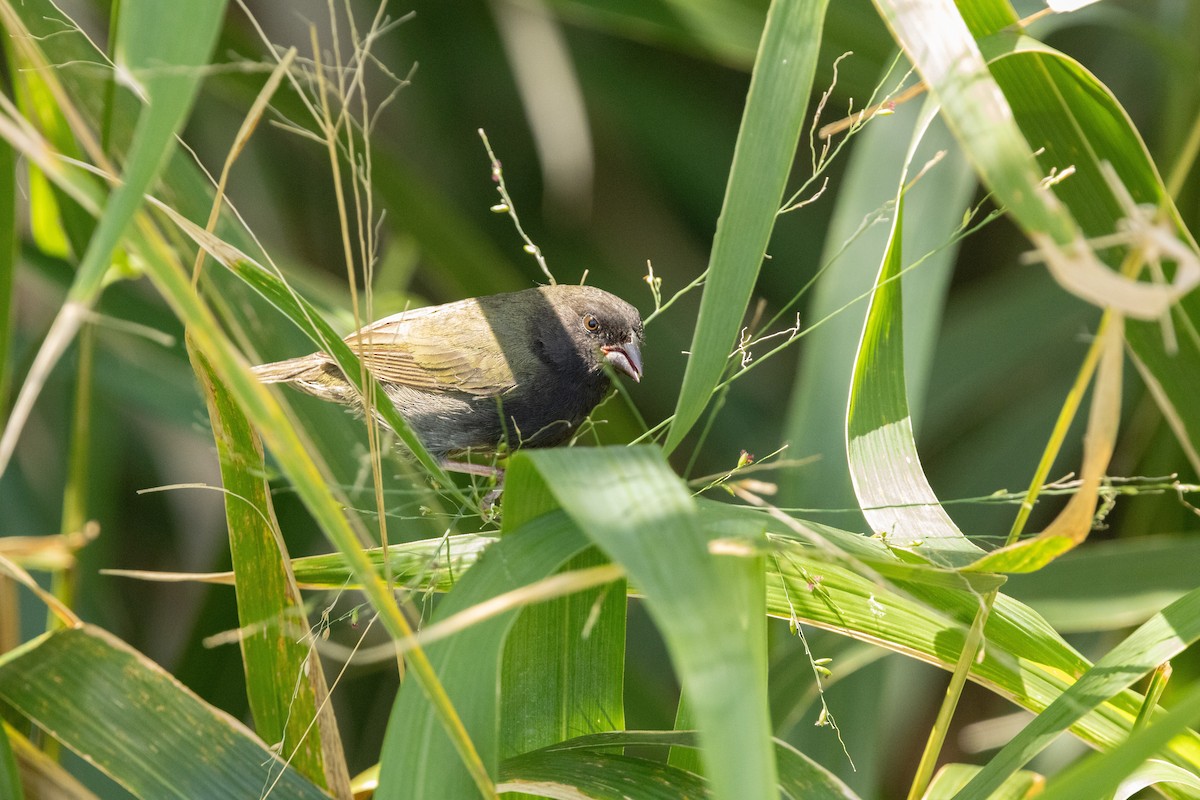 Black-faced Grassquit - ML632678911