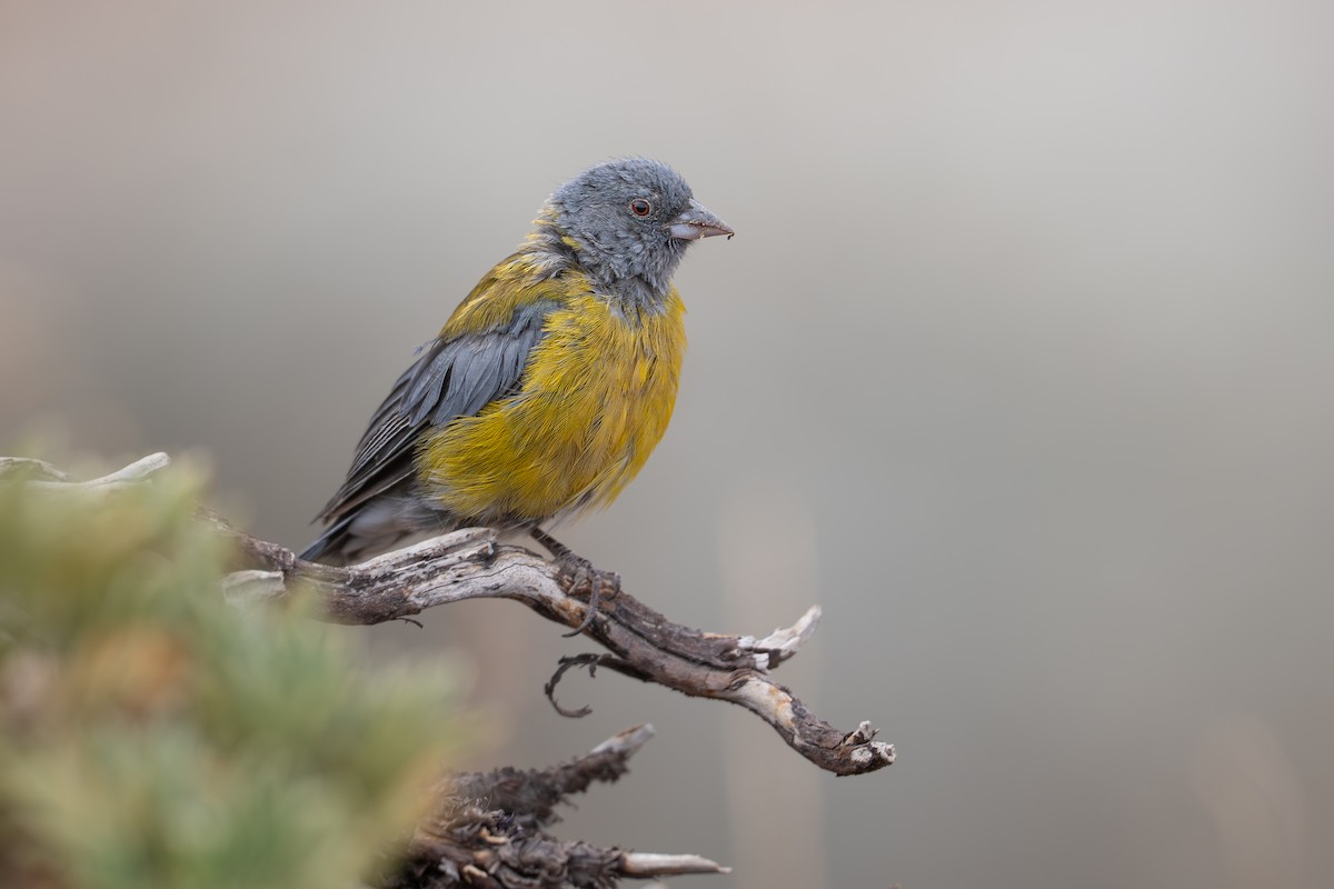 Gray-hooded Sierra Finch (gayi/caniceps) - ML632678951