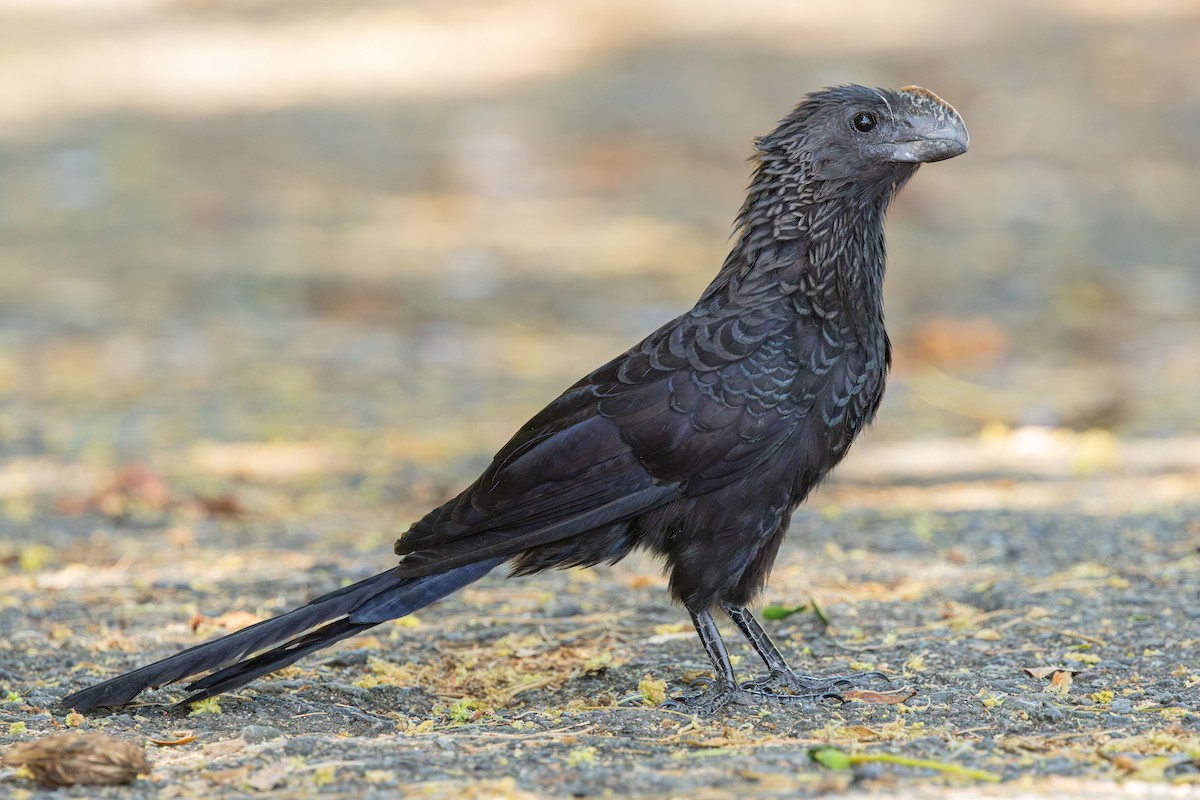 Smooth-billed Ani - ML632678990