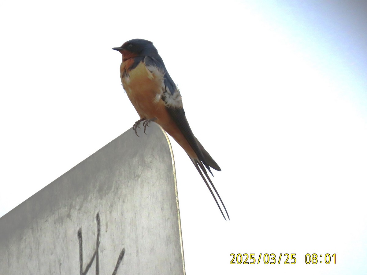 Golondrina Común - ML632679046