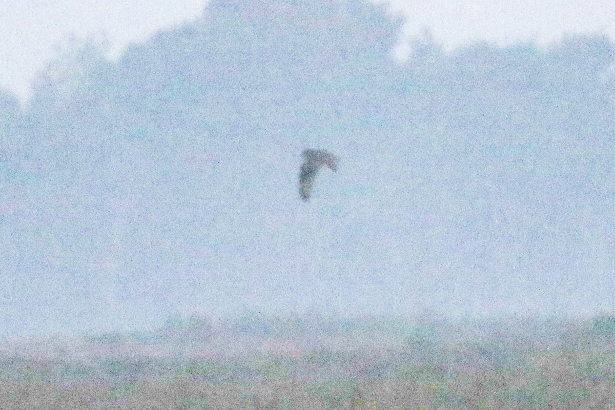Short-eared Owl - ML632679086