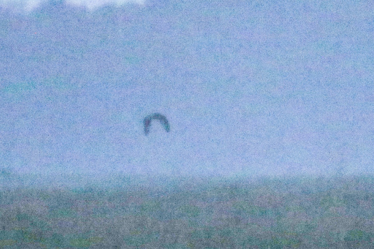 Short-eared Owl - ML632679087