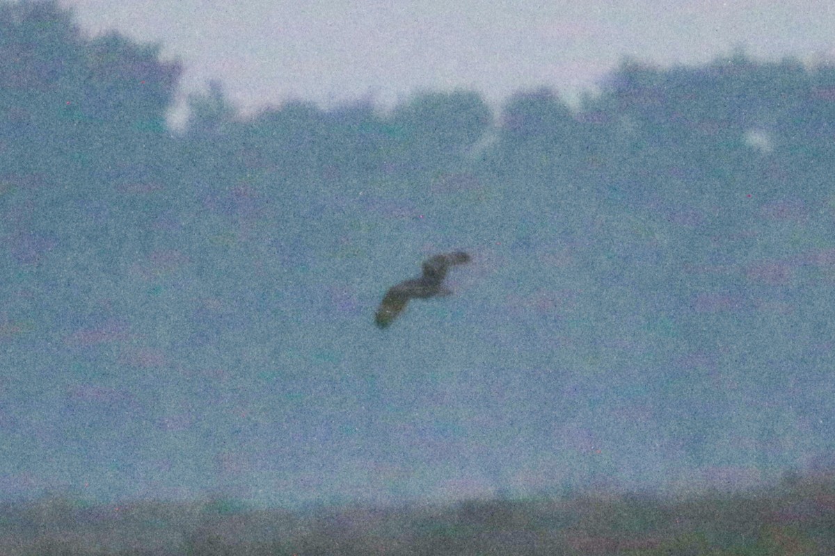 Short-eared Owl - ML632679088
