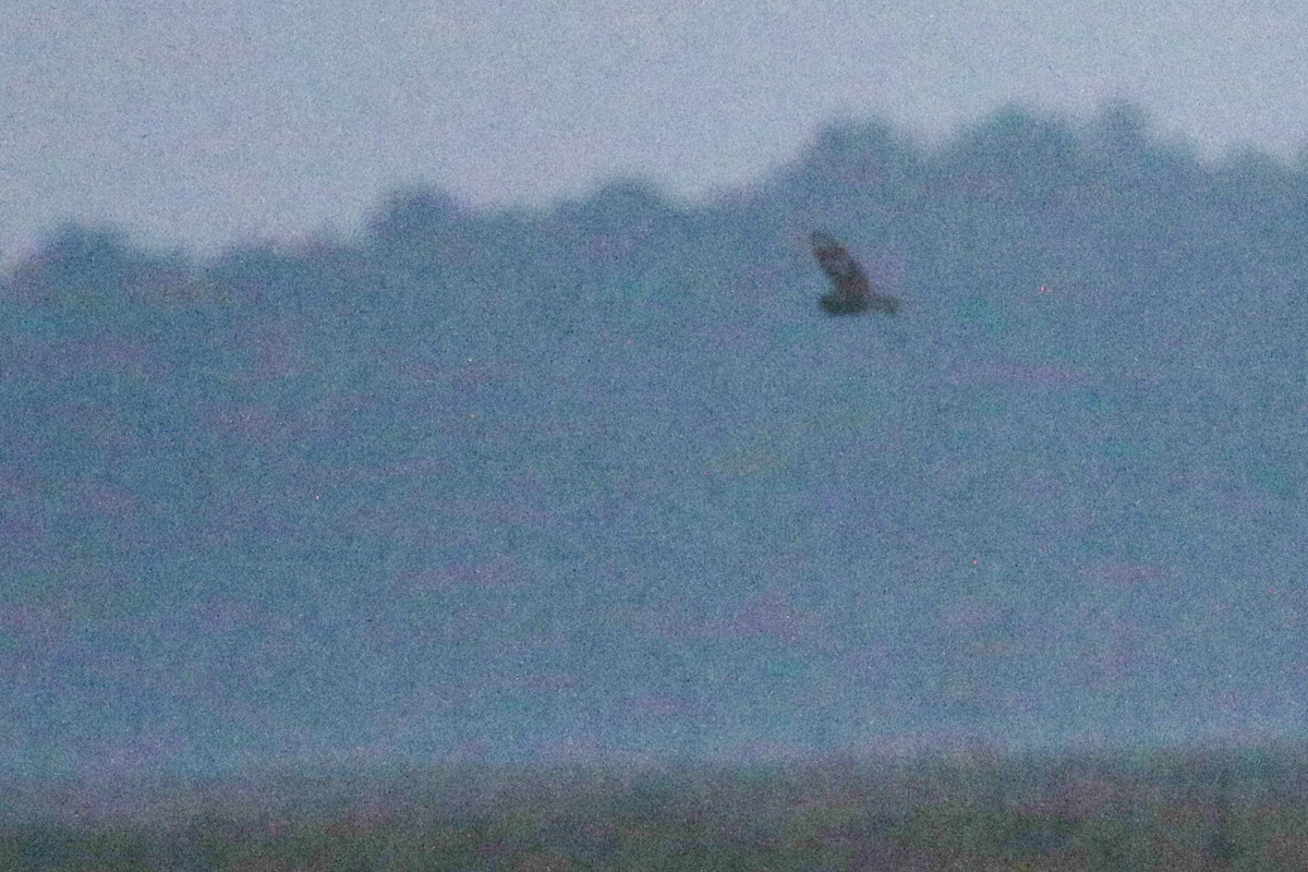 Short-eared Owl - ML632679090