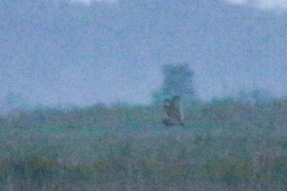 Short-eared Owl - ML632679091