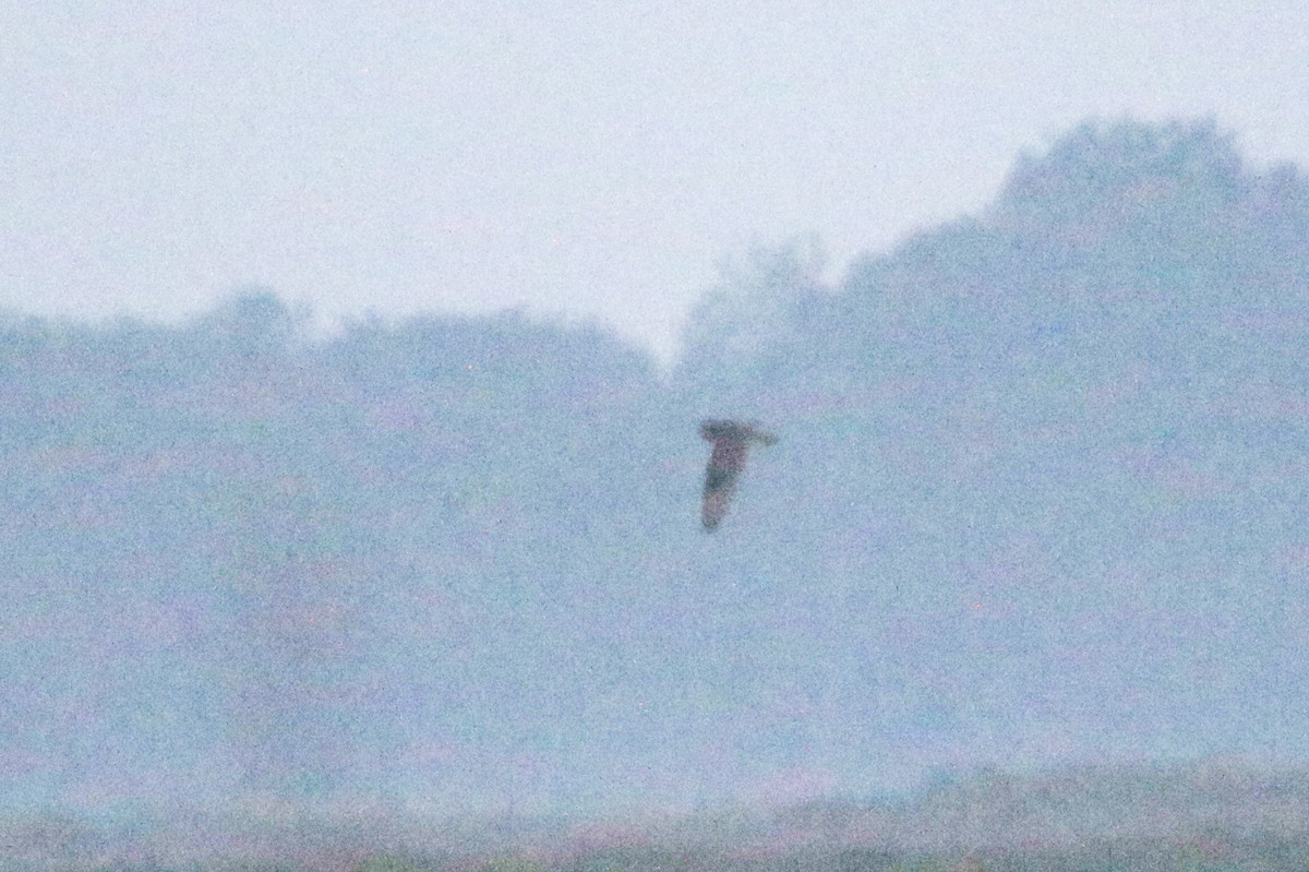 Short-eared Owl - ML632679092