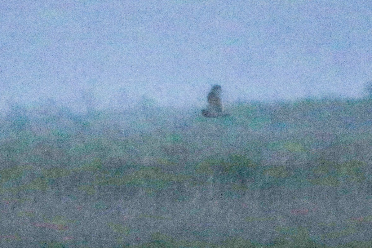 Short-eared Owl - ML632679093