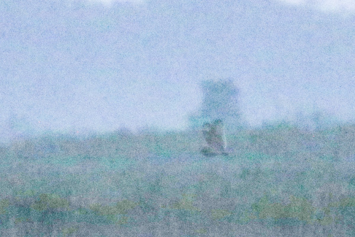 Short-eared Owl - ML632679094