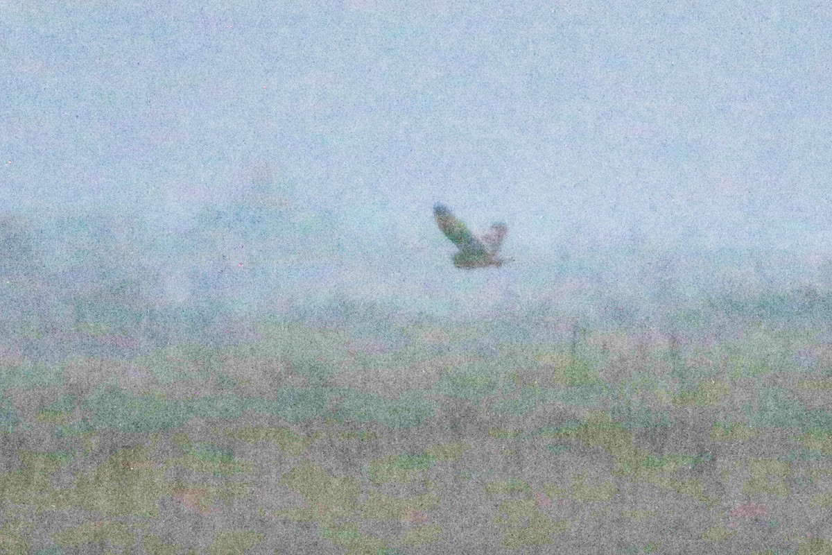 Short-eared Owl - ML632679095