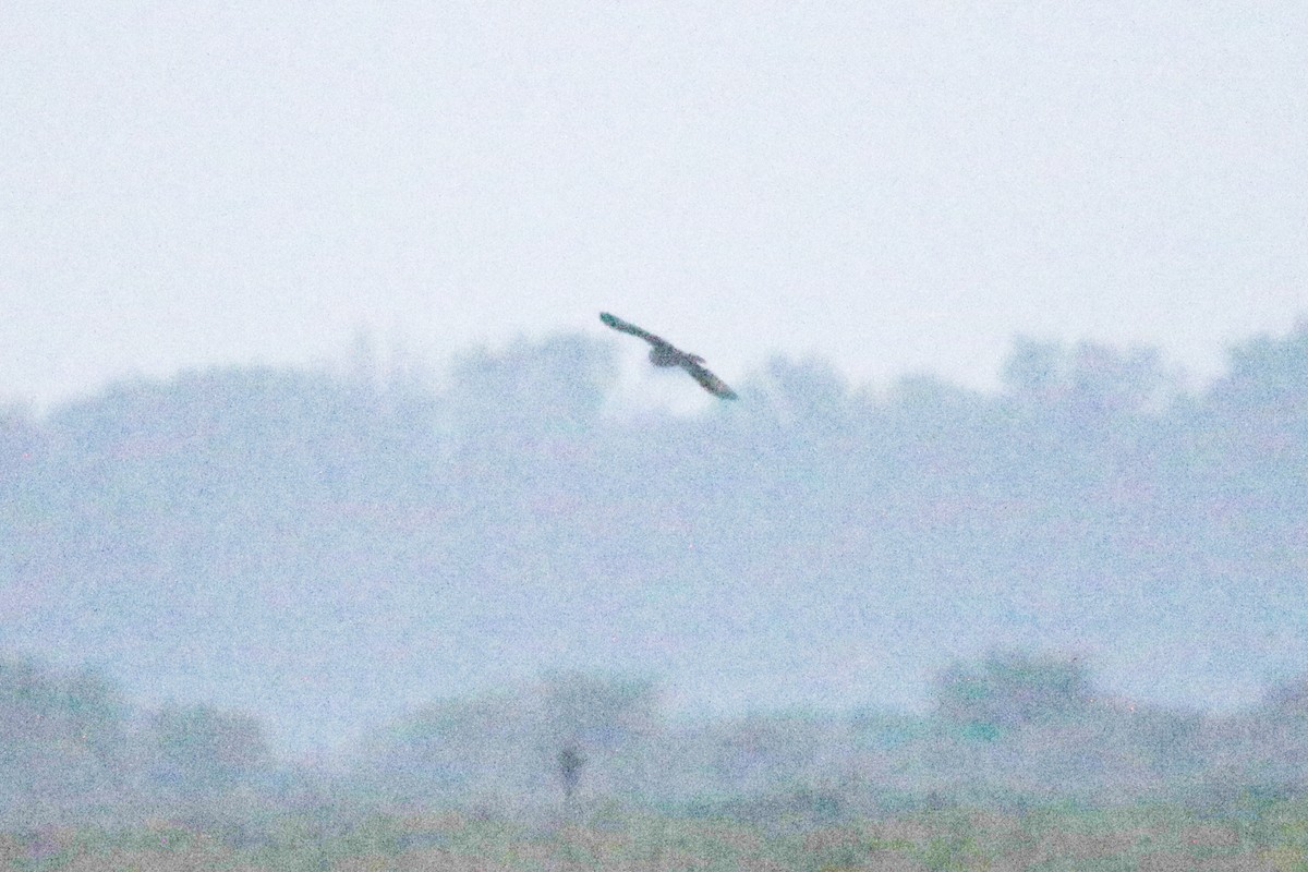 Short-eared Owl - ML632679096