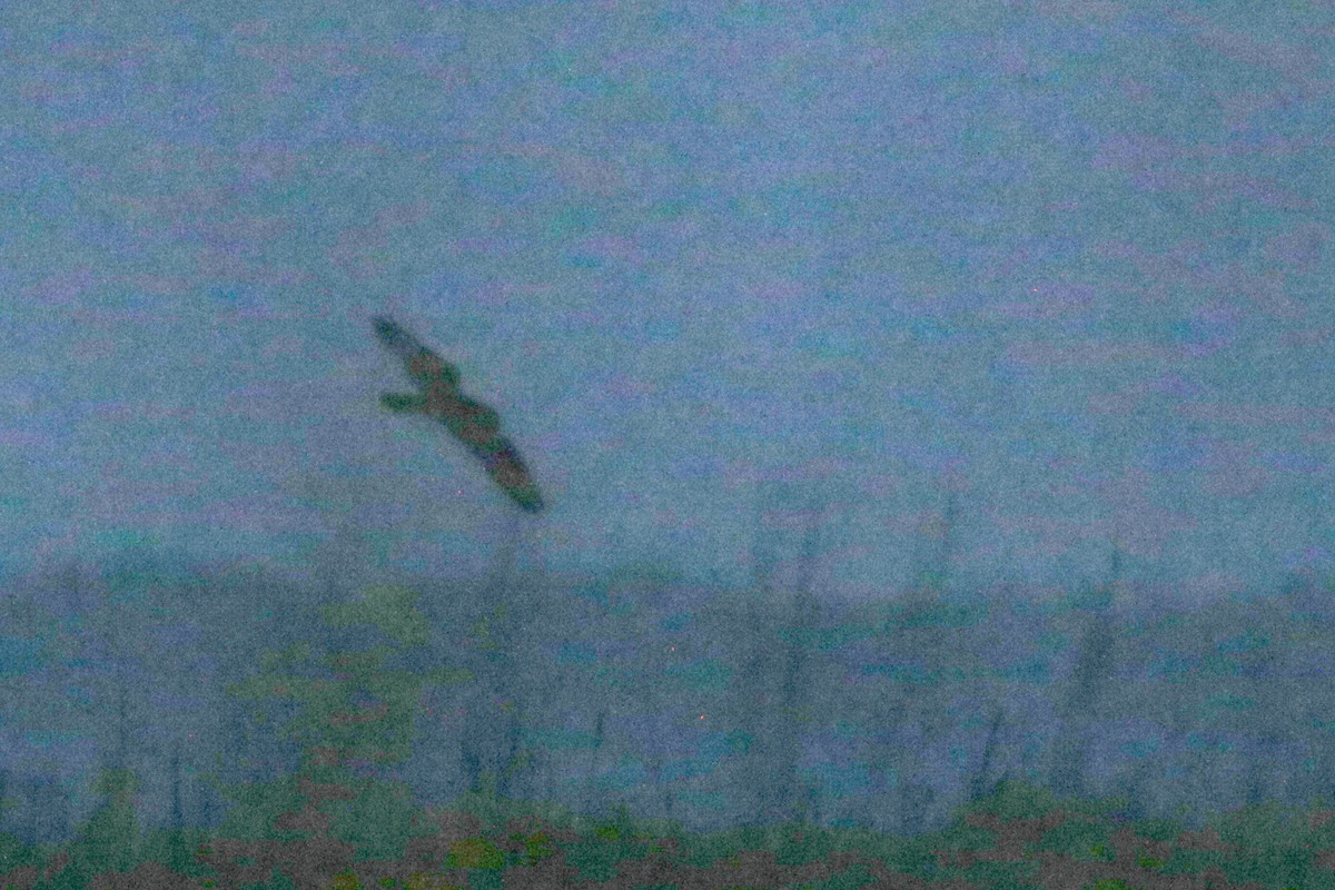 Short-eared Owl - ML632679097