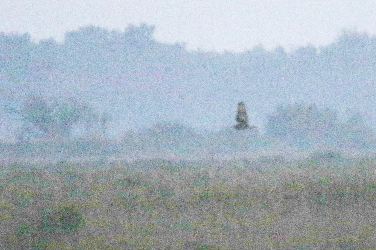 Short-eared Owl - ML632679098