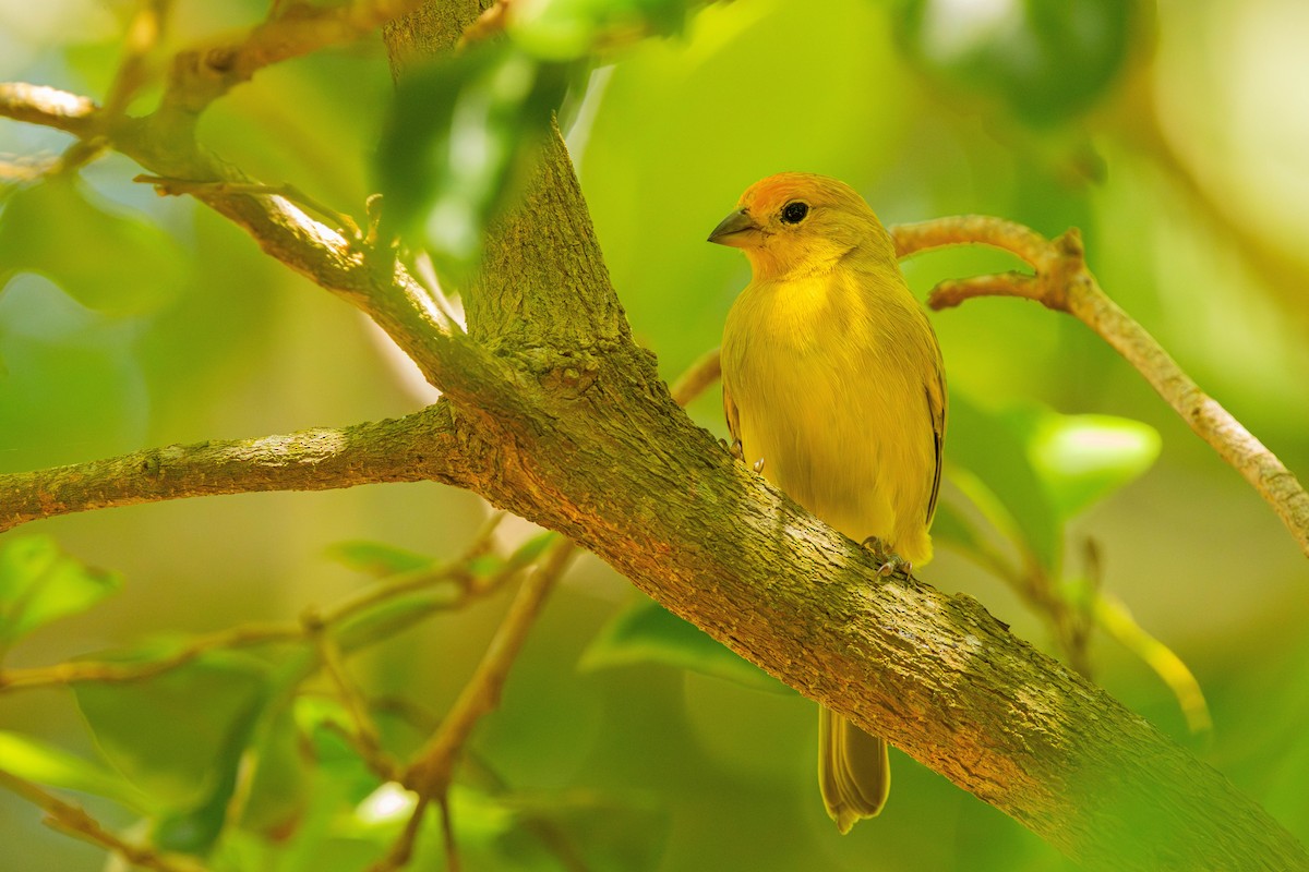 Saffron Finch - ML632679111